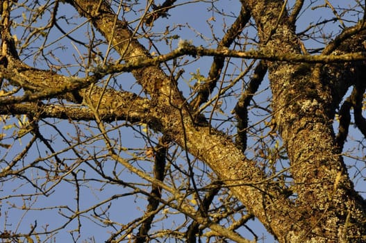 Branch with lichen in the sunset light