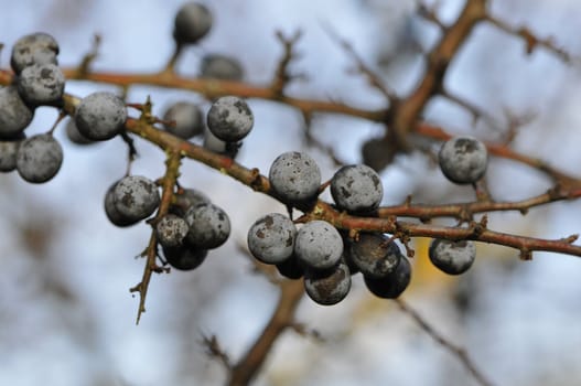 Close-up on black berries with a blured background