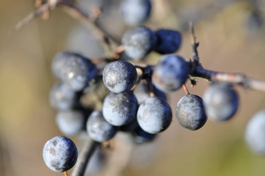 Close-up on black berries with a nice lighting and a blured background