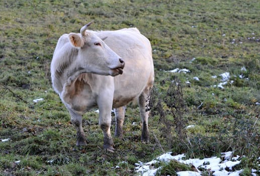 White cow with horns that's her head in back in a meadow