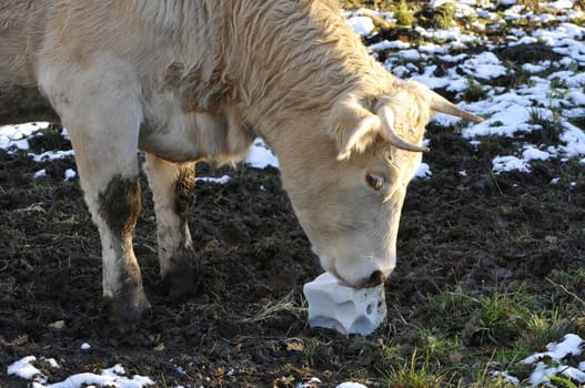 Cow that licking a block salt on the ground in horizontall centring