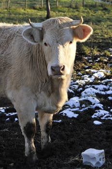 White cow that looking you with a block salt on the ground