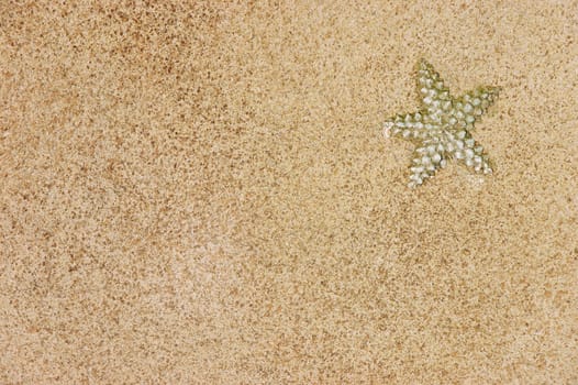 Starfish and shell on the beach