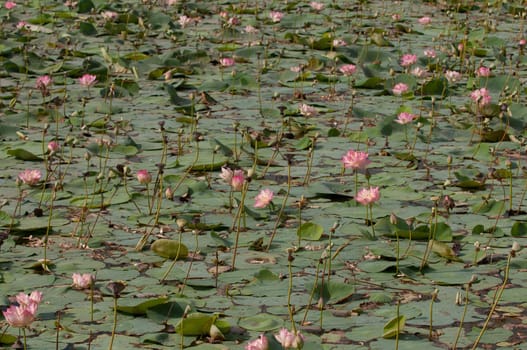 Pink lotus flowerat full bloom in a pond