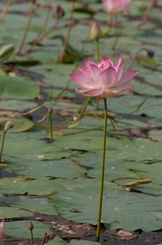 Pink lotus flowerat full bloom in a pond