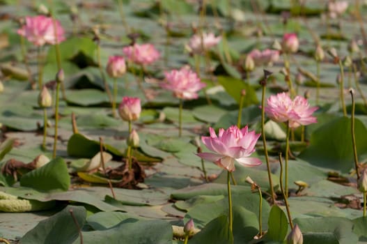 Pink lotus flowerat full bloom in a pond