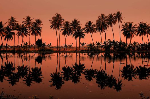 Row of Palm trees in Kerala south India