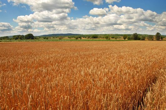 yellow wheat plant on field over scenic landscape Serbia