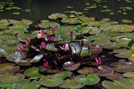 Beautiful pond of pink water lilies on abright sunny day