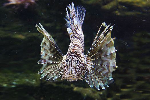 Close up Japanese Lionfish, lion fish, in aquarium.