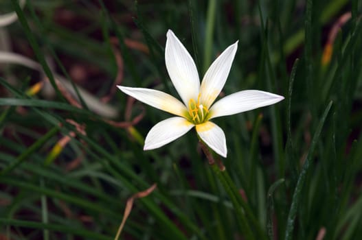 White Rain Lily flower on a  sunny spring day