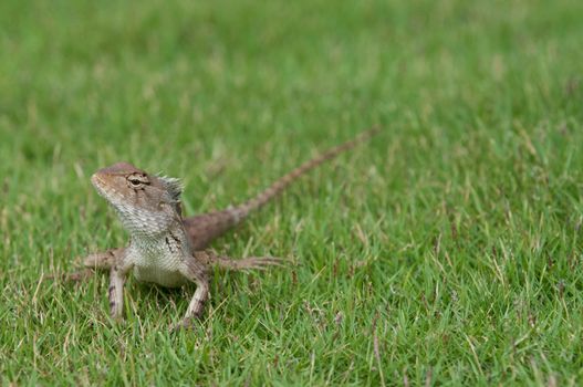 A garden lizard strolling in the grass