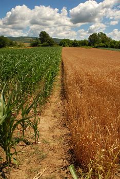 yellow wheat and green corn planting on field over scenic blue sky in Serbia