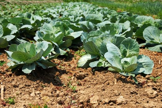 green cabbage in rows growing on field