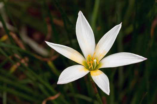 White Rain Lily flower on a  sunny spring day