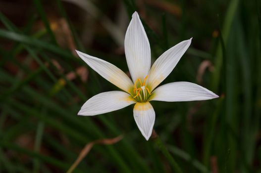 White Rain Lily flower on a  sunny spring day