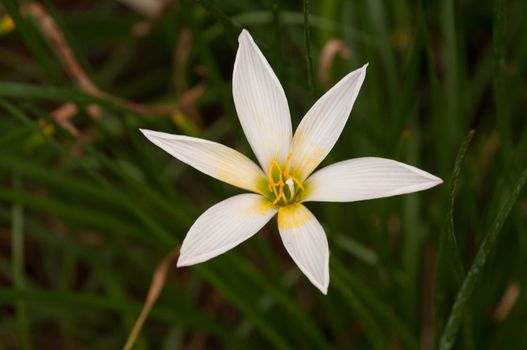 White Rain Lily flower on a  sunny spring day