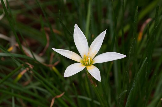 White Rain Lily flower on a  sunny spring day