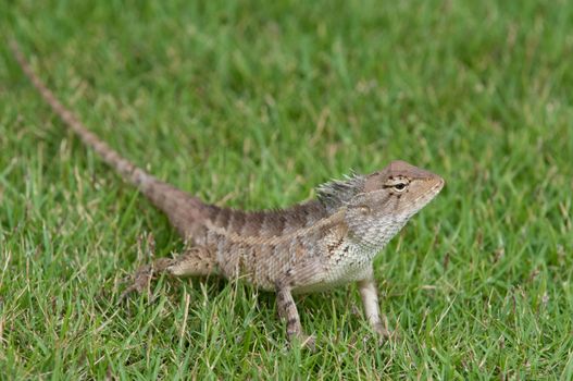 A garden lizard strolling in the grass