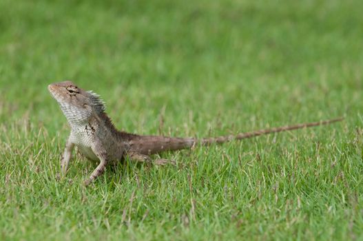 A garden lizard strolling in the grass