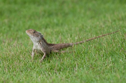 A garden lizard strolling in the grass