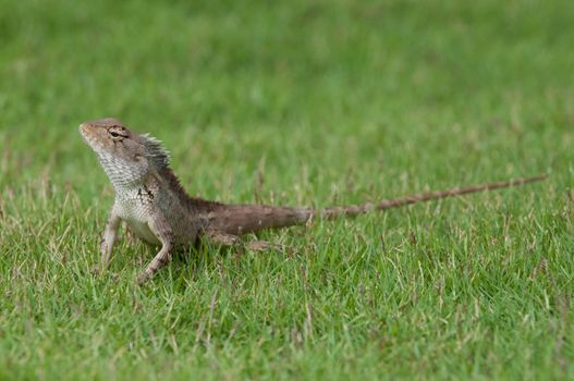 A garden lizard strolling in the grass