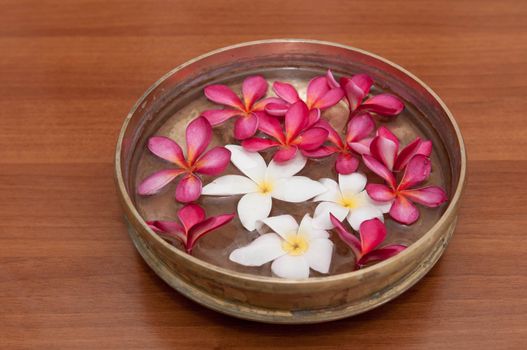 Colorful Frangipani flowers in abowl of water