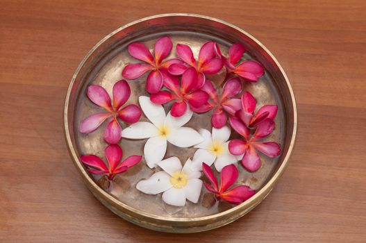 Colorful Frangipani flowers in abowl of water