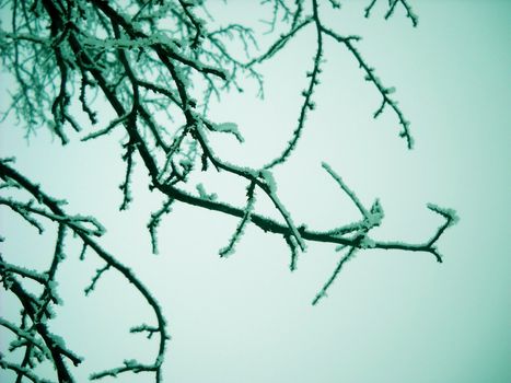 blue winter icy tree branches natural background