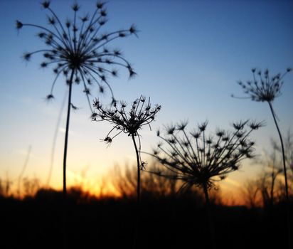 dry umbrella plants natural background over sunset colors