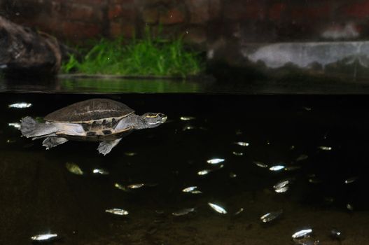 A turtle swimming among fish in an aquarium