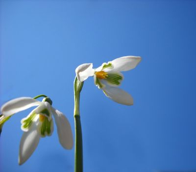 two blooming white snowdrop flowers over blue sky