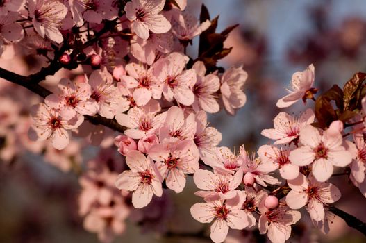 Flowers marking the arrival of the spring season