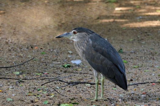 Night heron standing cautiously at a local zoo