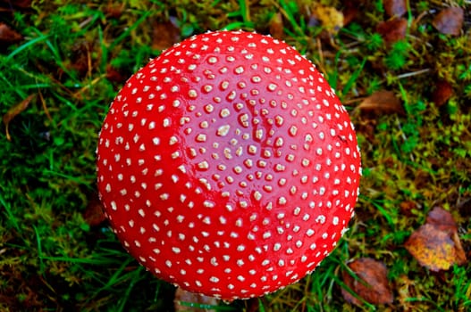 A fly agaric seen from above