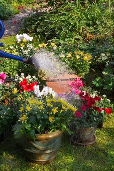 Garden with autumn flowers in September - Watering flowerpots with new plants