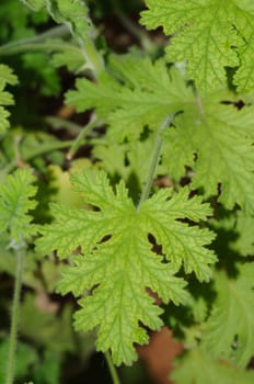 Fresh green leaves on a plant