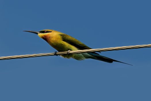 A blue tail bee eater trying to hold the electric line