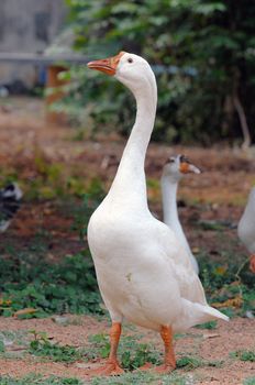 A duck standing tall and looking very scared