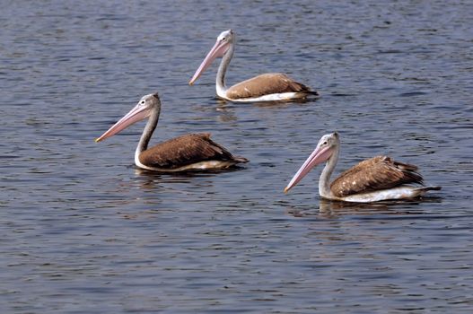 Three spot-billed pelicans swimiin at a local pond