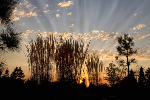 Sunset Over the Horizon in Nature Wildlife Preserve Park