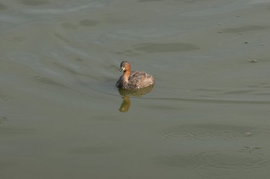 an young grebe swimming lonely at a local pond