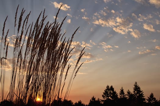 Sunset Over the Horizon in Nature Wildlife Preserve Park 2