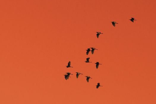 Birds flying high during a tropical sunset