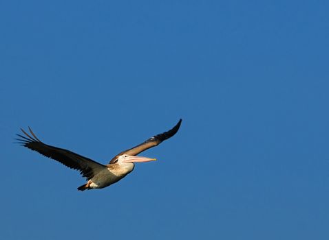 Pelican caught in flight early morning