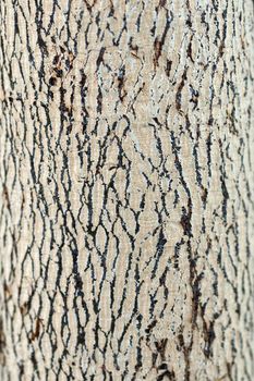 Beautiful patterns in the bark of a tree