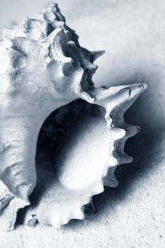 The image of a cockleshell close-up on sand