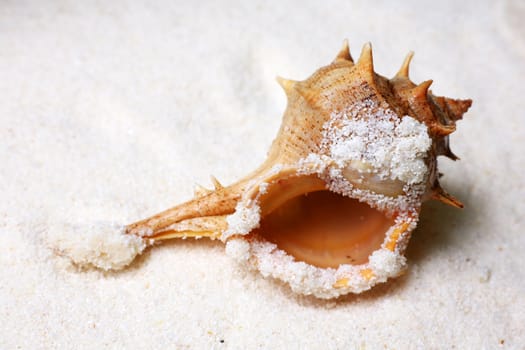 The image of a cockleshell close-up on sand