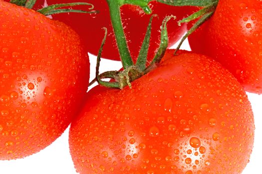 Red tomatoes on the branch isolated on white