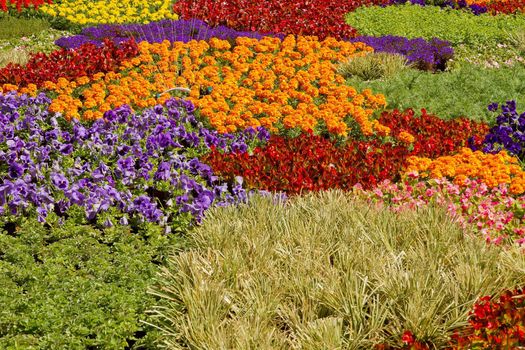 Colorful Nursery Potted Plants Garden Arrangement